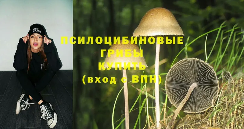 Псилоцибиновые грибы Psilocybe  Нестеров 